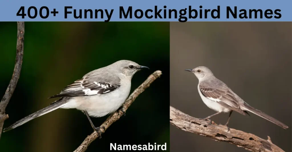 300+ Best Mockingbird Names: Funny, Cute & Catchy Ideas with Generator