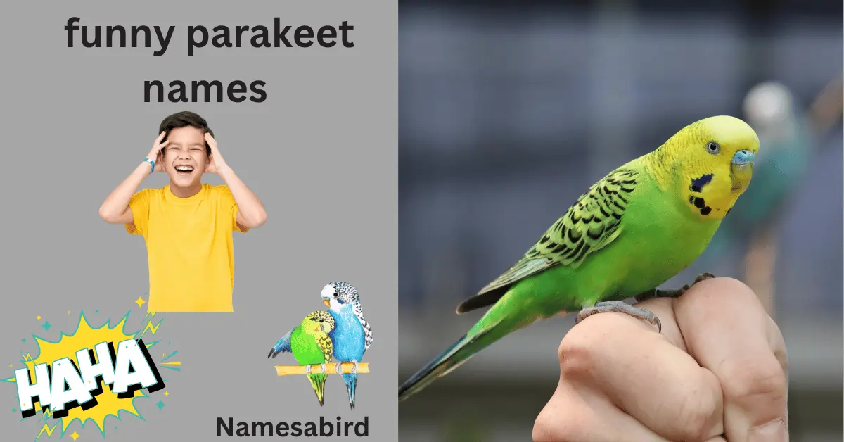 150+ Funny Parakeet Names