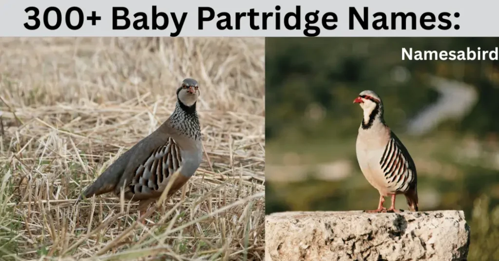 300+ Baby Partridge Names Funny, Cute & Perfect Ideas (+ Name Generator)