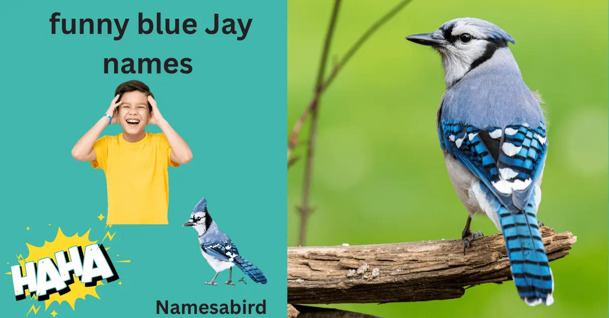 300+ Funny Blue Jay Names – Hilarious, Clever & Cute Ideas with Generator 
