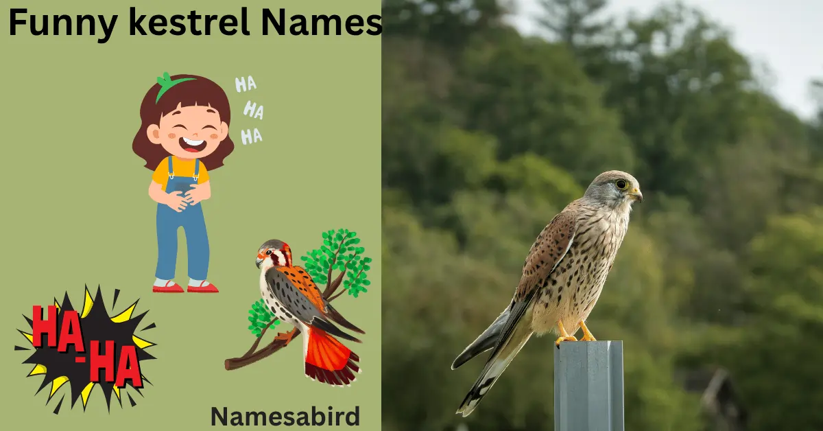 300+ Best Kestrel Names: Cute & Unique with Generator 