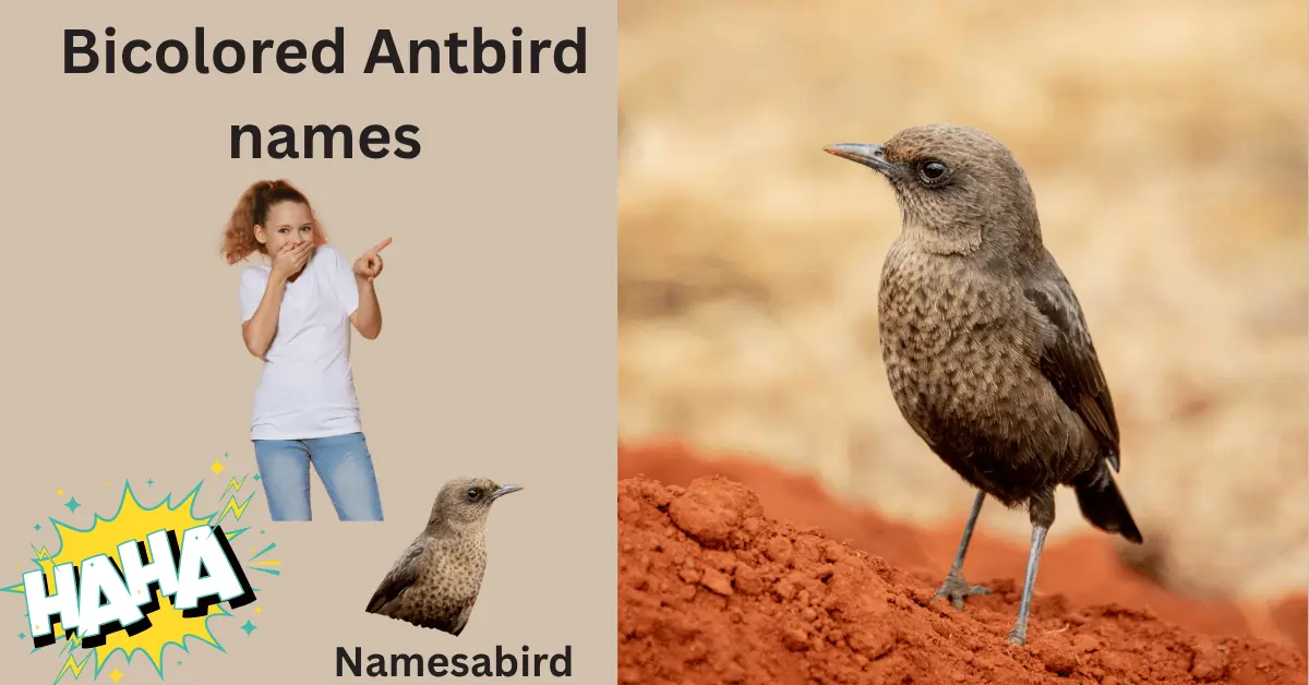 Bicolored Antbird Names Cute & Clever Ideas for Your Bold Little Bird 