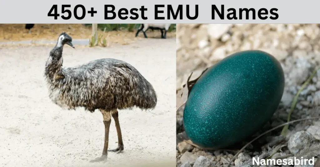 450 + Best Emu Names Cute & unique ideas with Generator