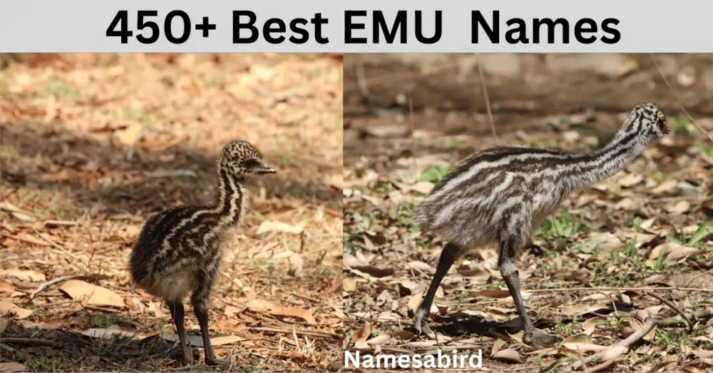 450 + Best Emu Names Cute & unique ideas with Generator