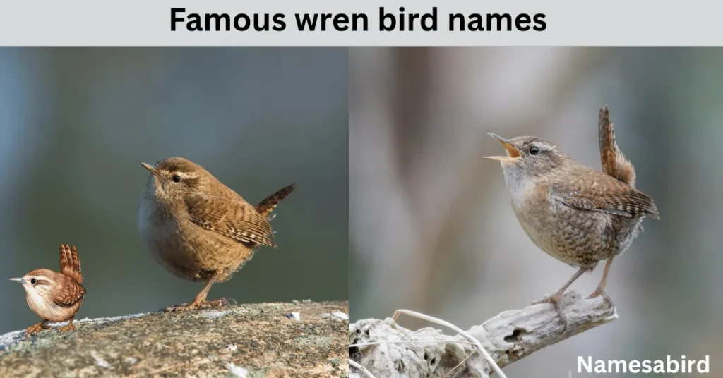 Famous Wren Names: 200+ Unique, Cute & Iconic Ideas with Generator