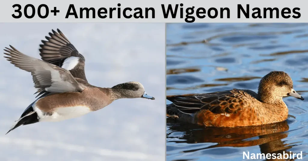 300 + American wigeon names: cool & creative Ideas with Generator