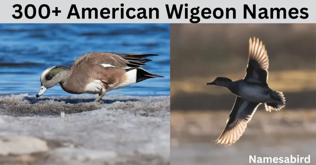 300 + American wigeon names: cool & creative Ideas with Generator