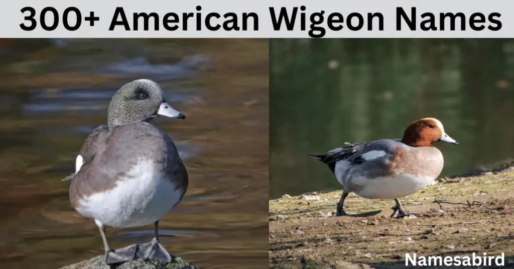 300 + American wigeon names: cool & creative Ideas with Generator