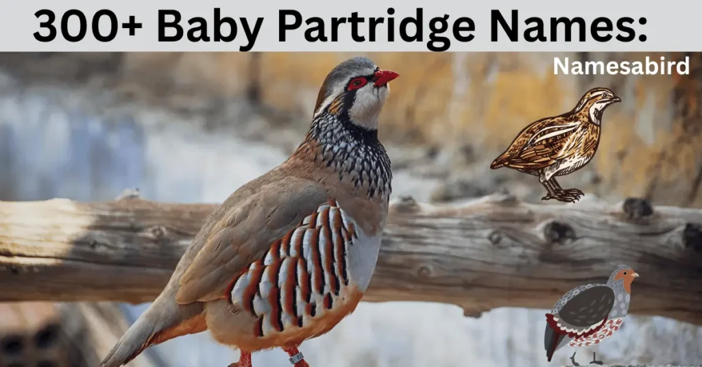 300+ Baby Partridge Names Funny, Cute & Perfect Ideas (+ Name Generator)