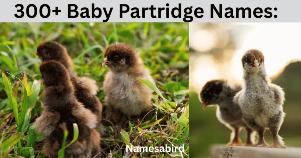 300+ Baby Partridge Names Funny, Cute & Perfect Ideas (+ Name Generator)