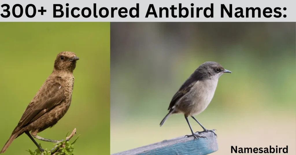 Bicolored Antbird Names: Cute & Clever Ideas for Your Bold Little Bird