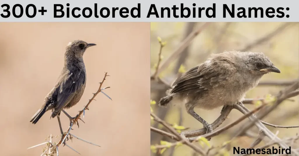 Bicolored Antbird Names: Cute & Clever Ideas for Your Bold Little Bird