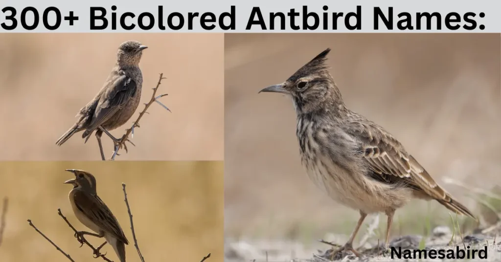 Bicolored Antbird Names: Cute & Clever Ideas for Your Bold Little Bird