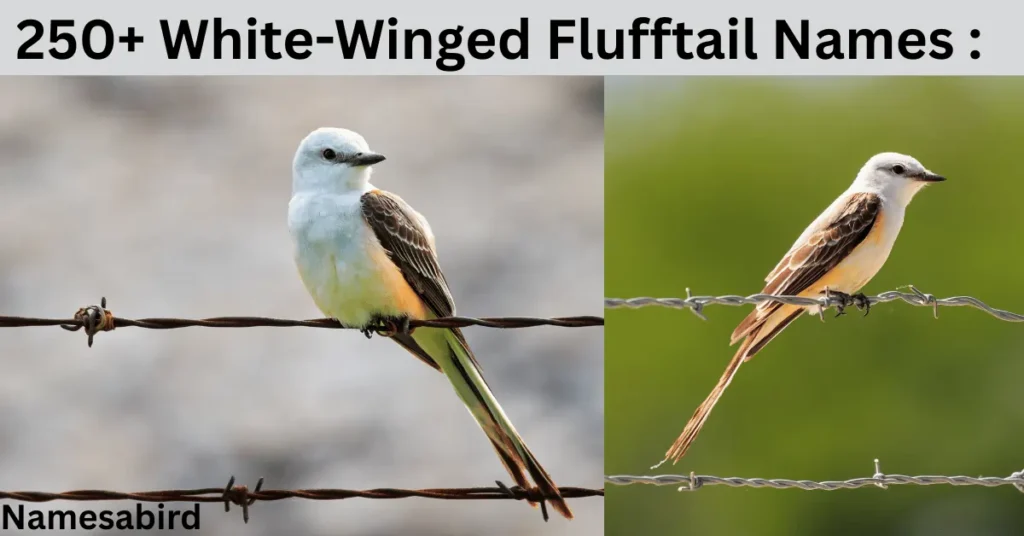 250+ White-Winged Flufftail Names : The World's Rarest Bird You’ve Never Seen