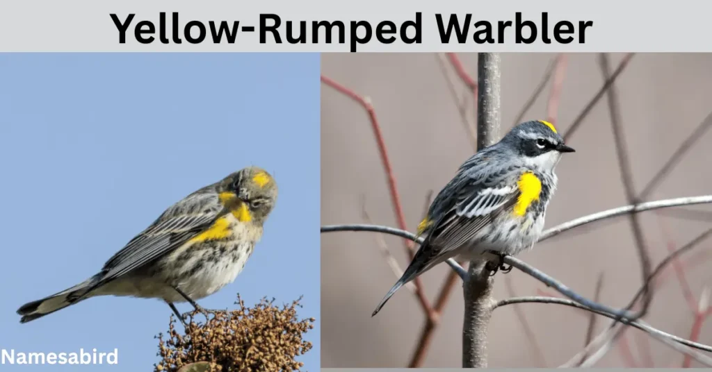 Yellow-Rumped Warbler Name –Cute & Clever, Funny Ideas with Generator
