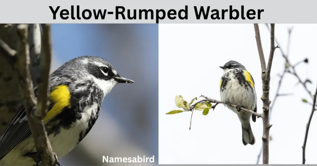Yellow-Rumped Warbler Name –Cute & Clever, Funny Ideas with Generator