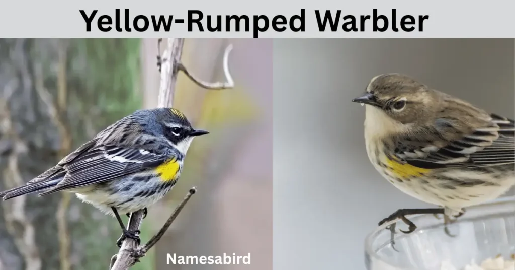 Yellow-Rumped Warbler Name –Cute & Clever, Funny Ideas with Generator
