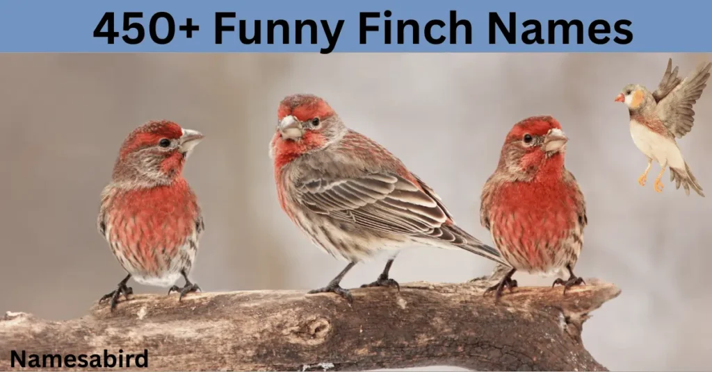 450+ Funny Finch Names : Hilarious, & Cute Ideas with AI Generator