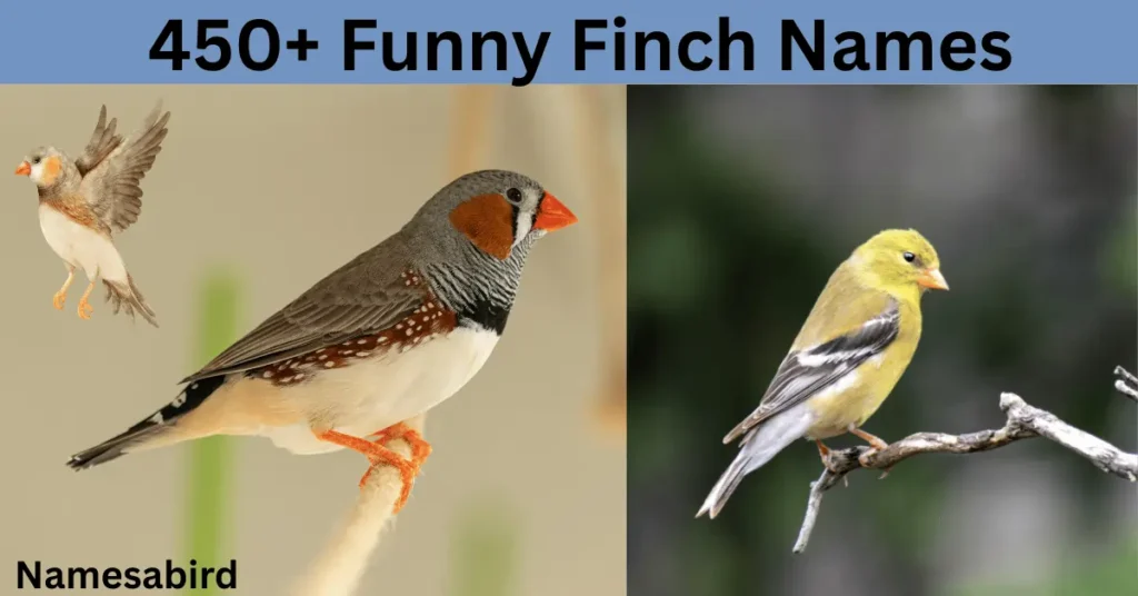 450+ Funny Finch Names : Hilarious, & Cute Ideas with AI Generator