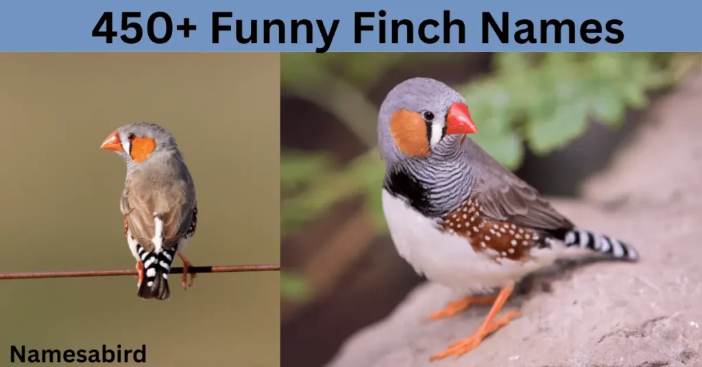 450+ Funny Finch Names : Hilarious, & Cute Ideas with AI Generator
