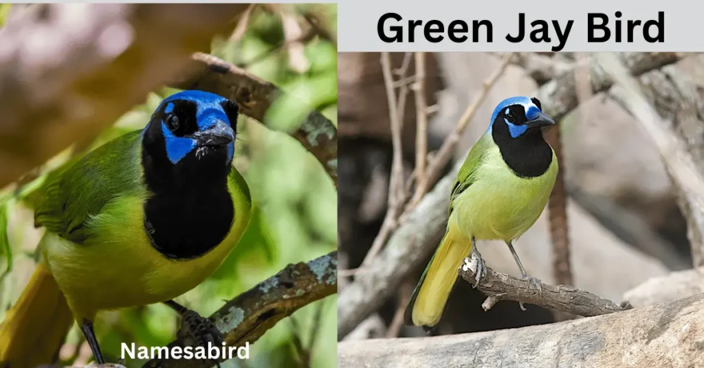 Green Jay Bird