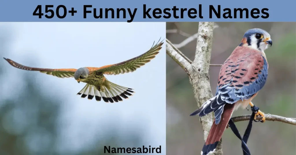 300+ Best Kestrel Names: Cute & Unique with Generator