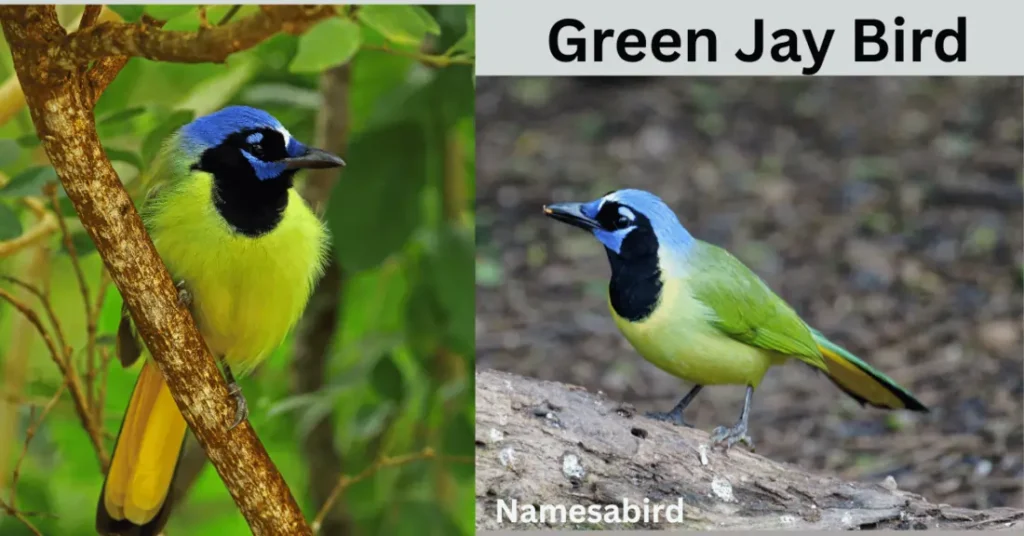Green Jay Bird