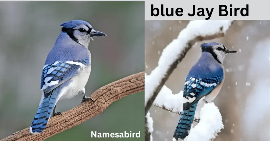 300+ Funny Blue Jay Names – Hilarious, Clever & Cute Ideas with Generator
