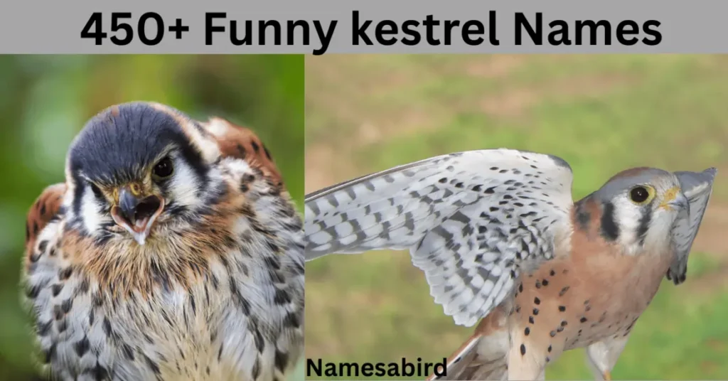 300+ Best Kestrel Names: Cute & Unique with Generator