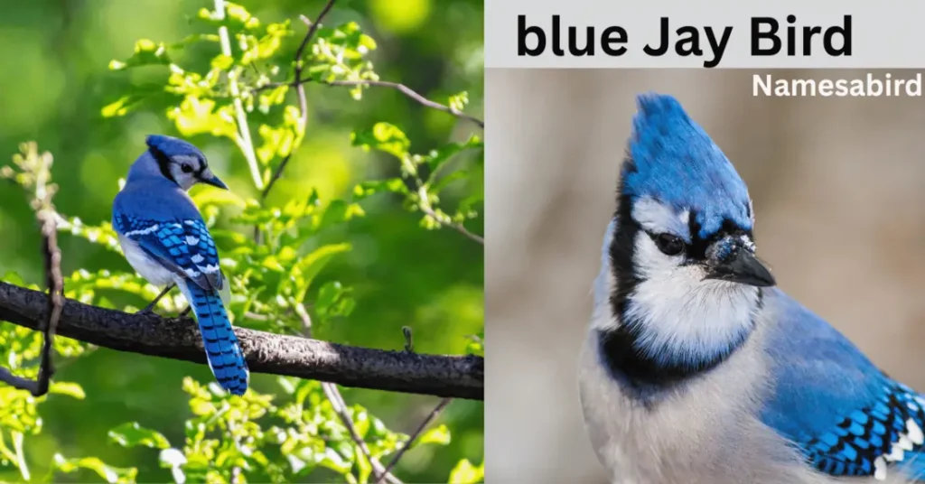 300+ Funny Blue Jay Names – Hilarious, Clever & Cute Ideas with Generator