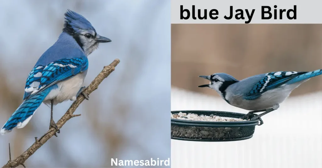 300+ Funny Blue Jay Names – Hilarious, Clever & Cute Ideas with Generator