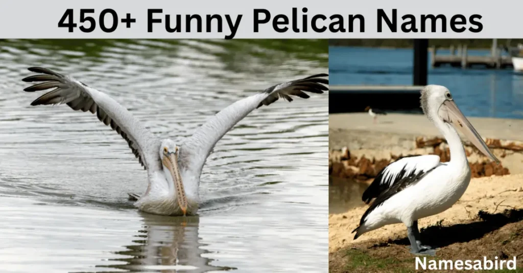 Funny Pelican Names: Creative, Punny, & Unique Ideas with AI Generator