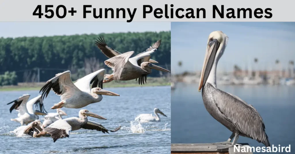 Funny Pelican Names: Creative, Punny, & Unique Ideas with AI Generator