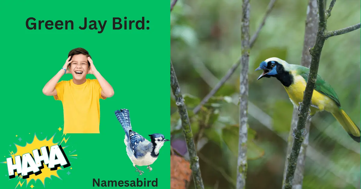 Green Jay Bird Facts, Meaning & Fun Guide or Funny Name Ideas 