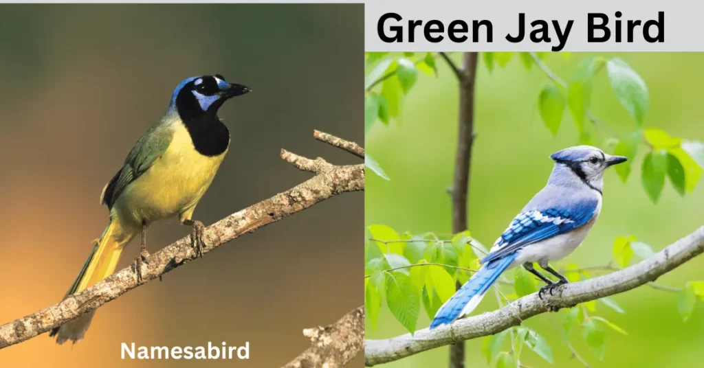 Green Jay Bird