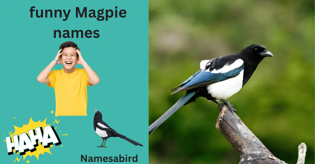 Top 350+ Funny Magpie Names – Cute & Catchy Ideas with generator 