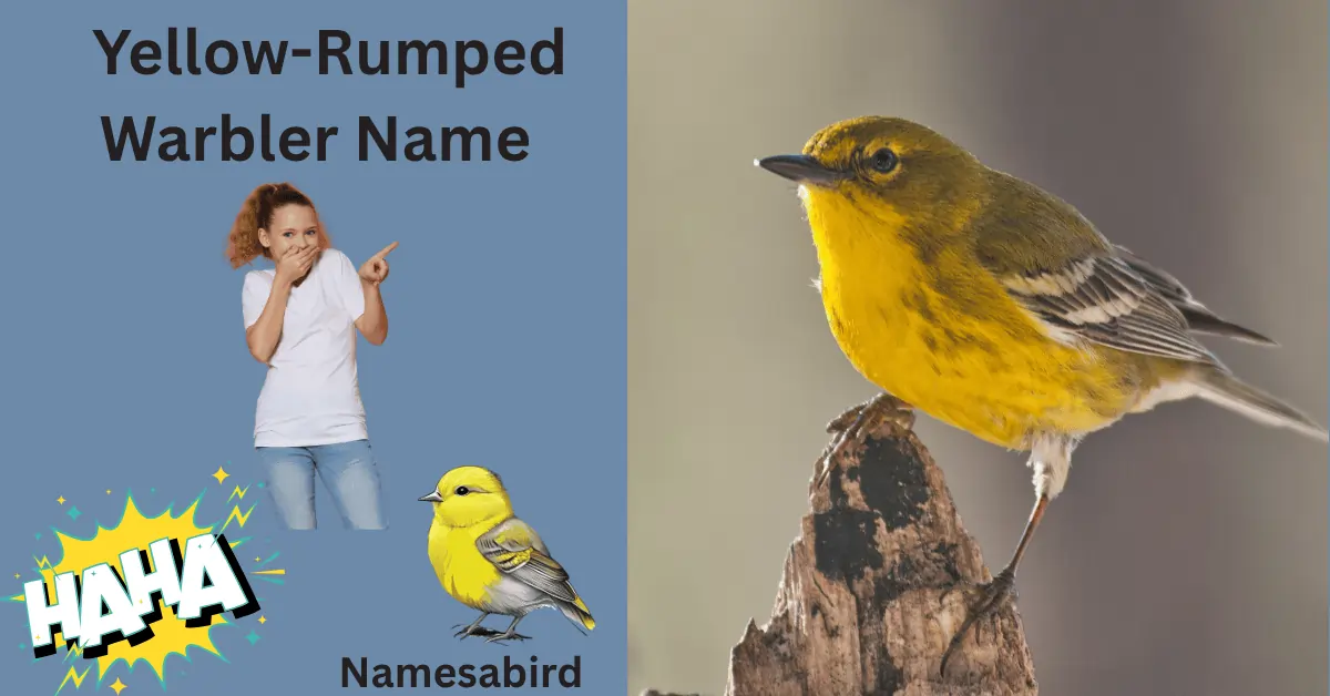 Yellow-Rumped Warbler Name –Cute & Clever, Funny Ideas with Generator 
