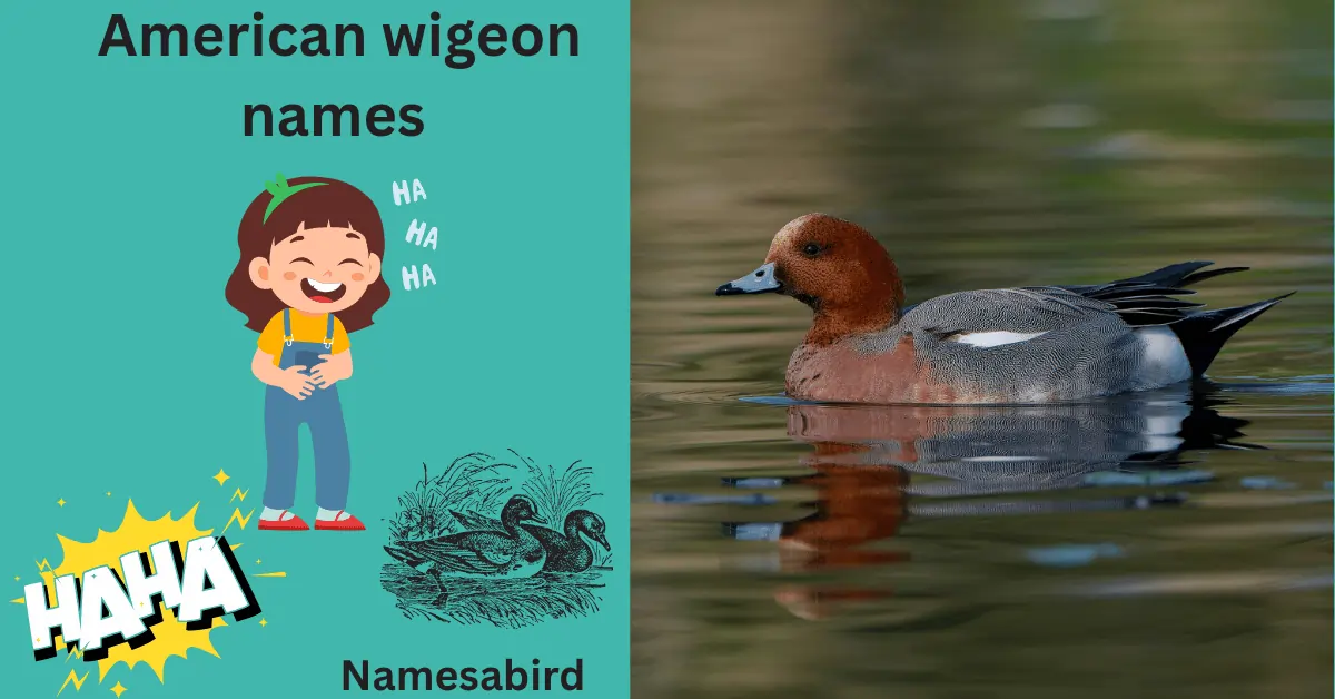 300 + American wigeon names: cool & creative Ideas with Generator