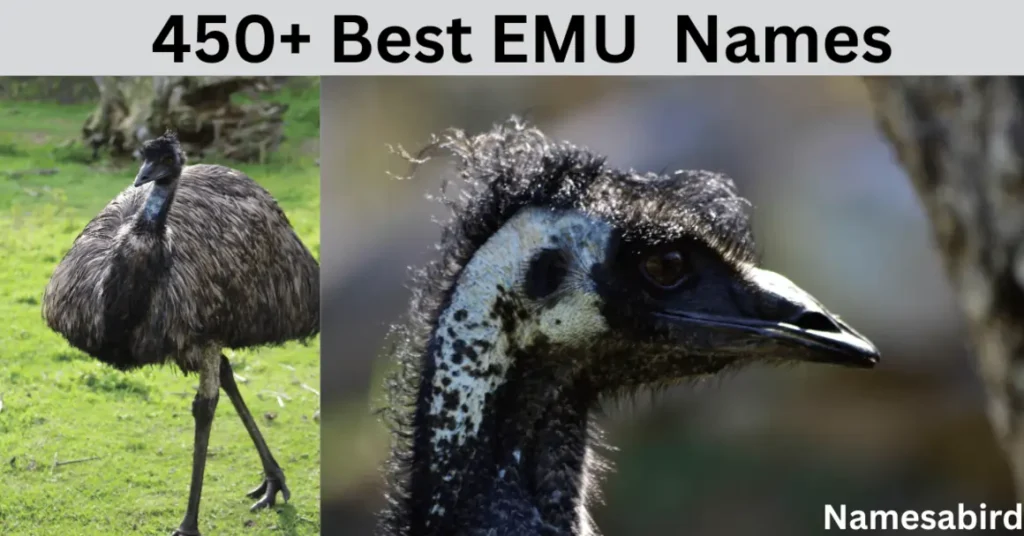 450 + Best Emu Names Cute & unique ideas with Generator