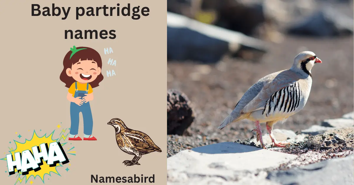 300+ Baby Partridge Names: Funny, Cute & Perfect Ideas (+ Name Generator) 