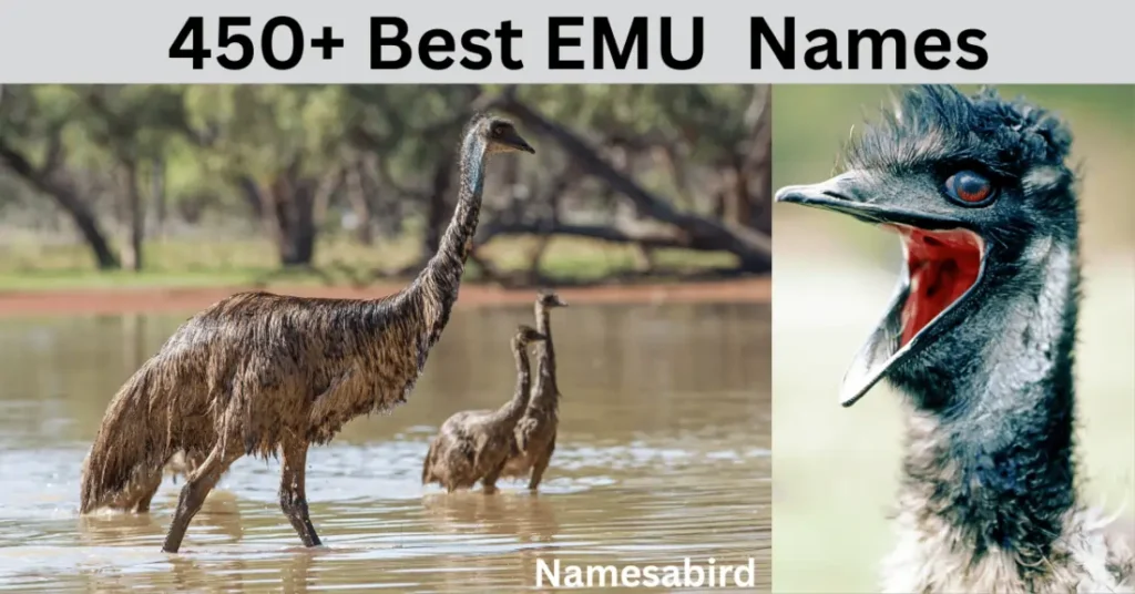 450 + Best Emu Names Cute & unique ideas with Generator