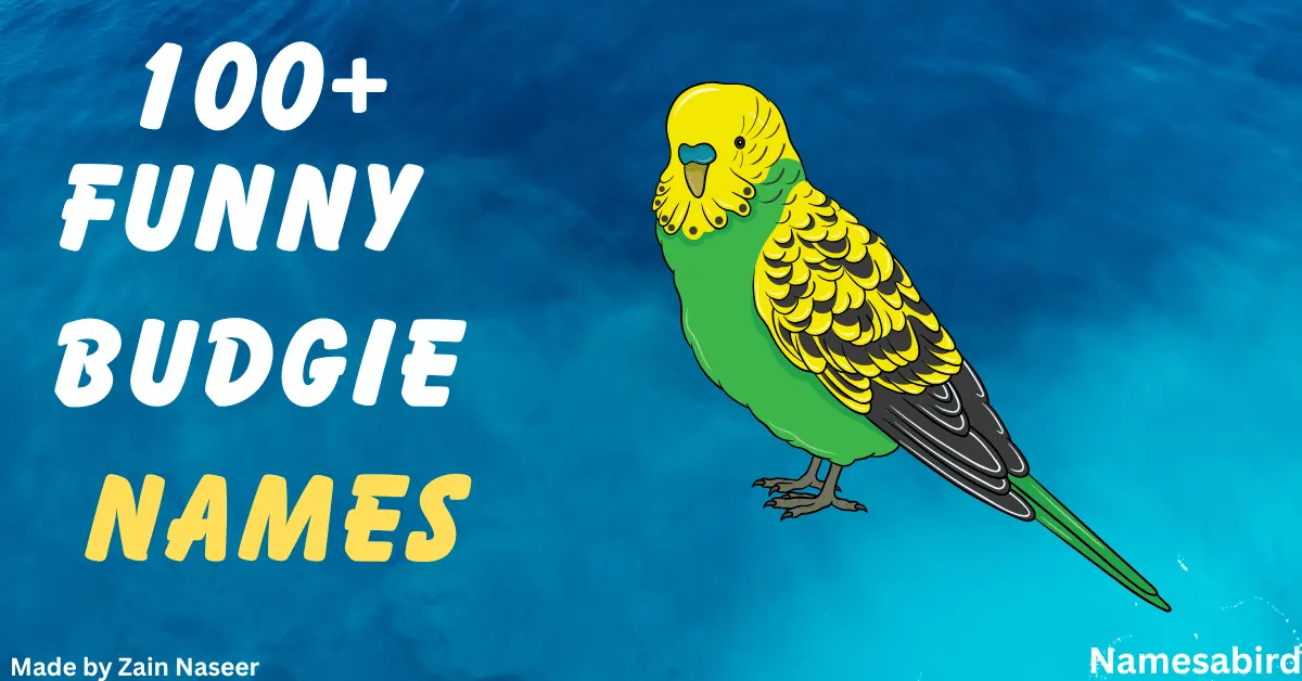 What Are Good Budgie Names