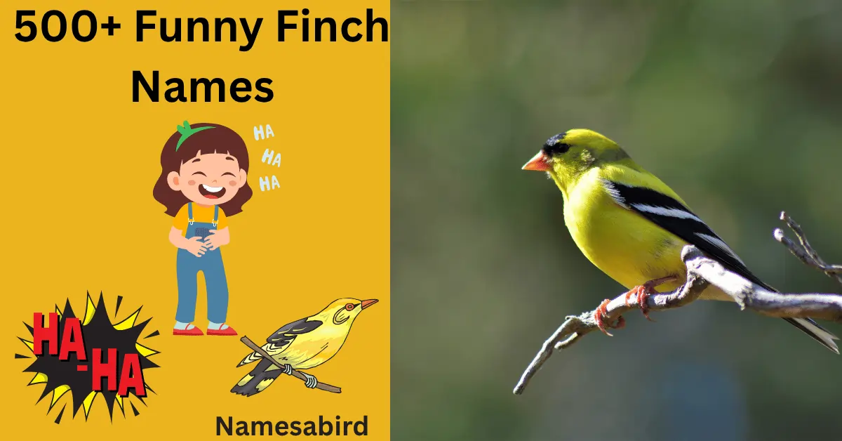 Funny Finch Names – Hilarious, Clever & Cute Ideas
