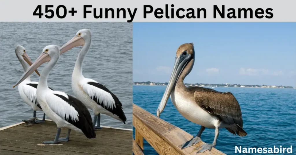 Funny Pelican Names: Creative, Punny, & Unique Ideas with AI Generator