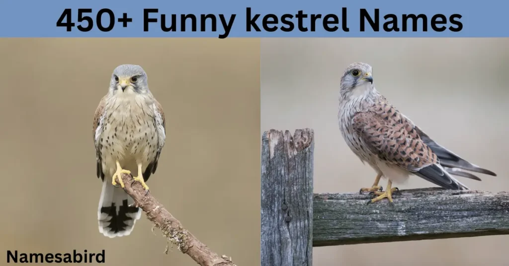 300+ Best Kestrel Names: Cute & Unique with Generator