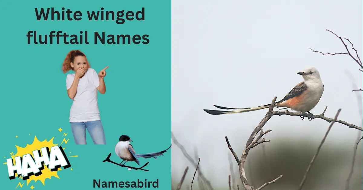 250+ White-Winged Flufftail Names : The World's Rarest Bird You’ve Never Seen 
