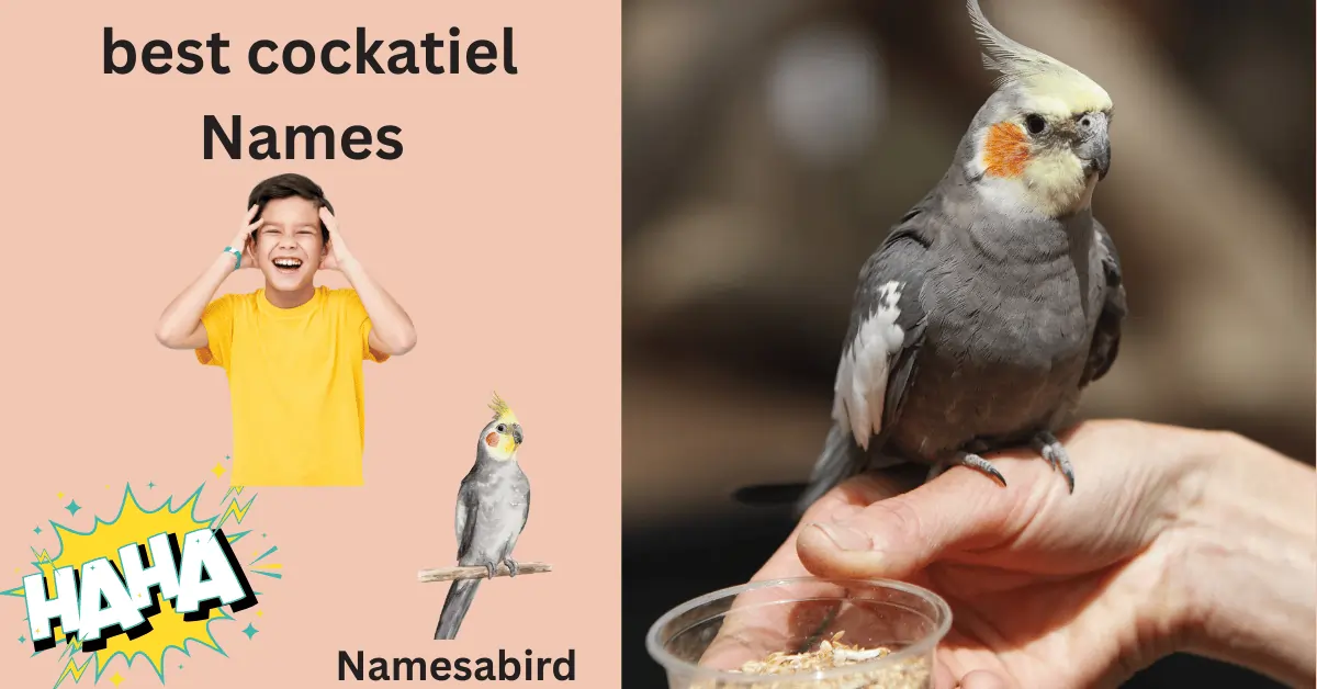 150+ Best Male Cockatiel Names (Cute, Funny & Unique Ideas)