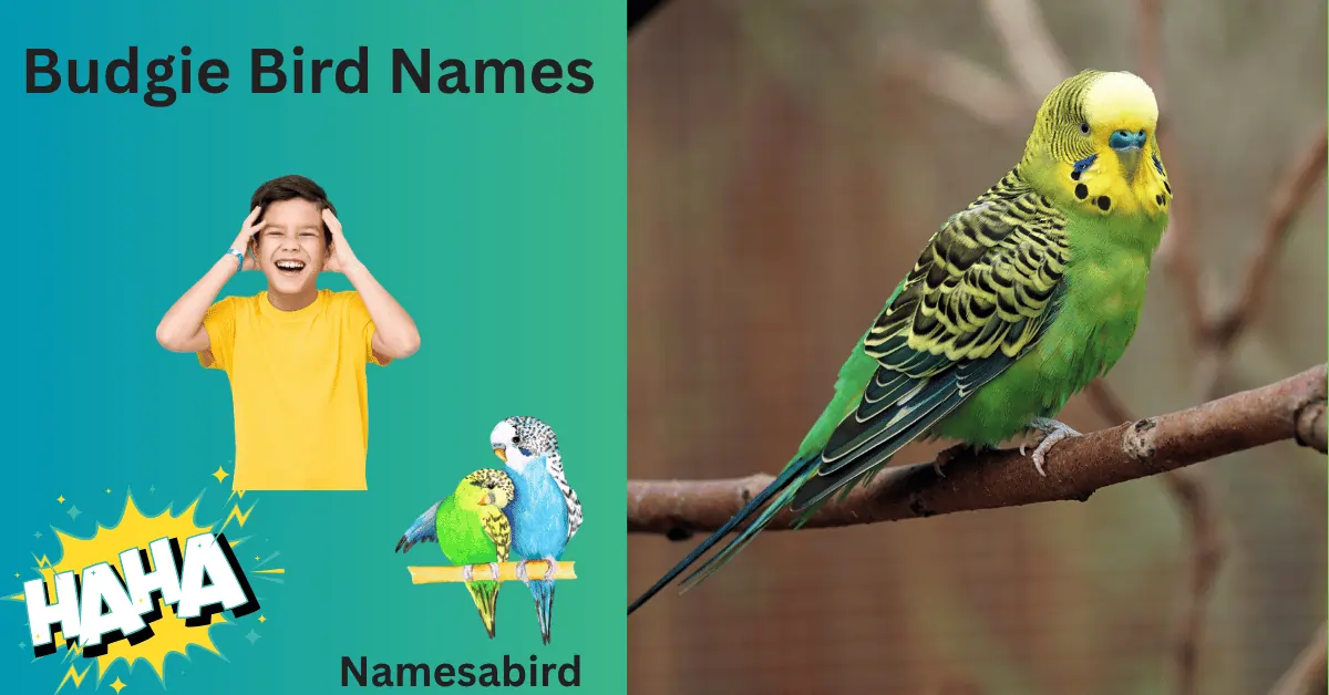 300+ Budgie Bird Names (Cute, Funny, Unique & Cool Ideas)