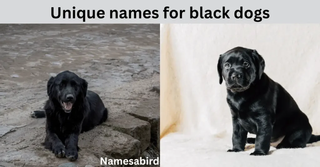 250+ Unique Names for Black Dog, powerful meanings, Male & Female Names