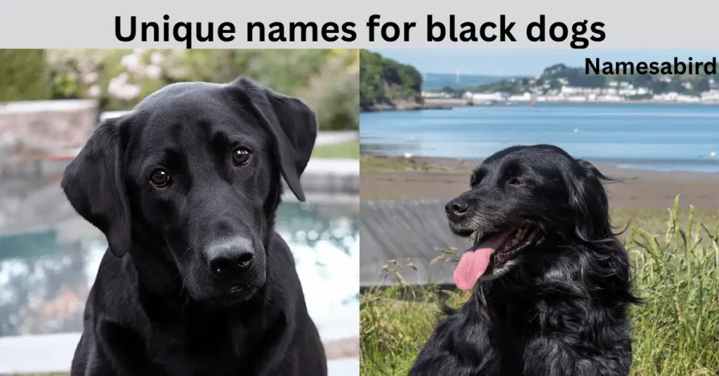 250+ Unique Names for Black Dog, powerful meanings, Male & Female Names